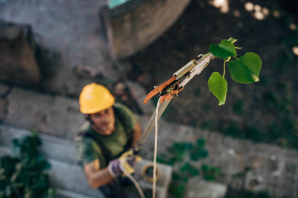 Best Tree Removal Near Me  in Little Rock, AR